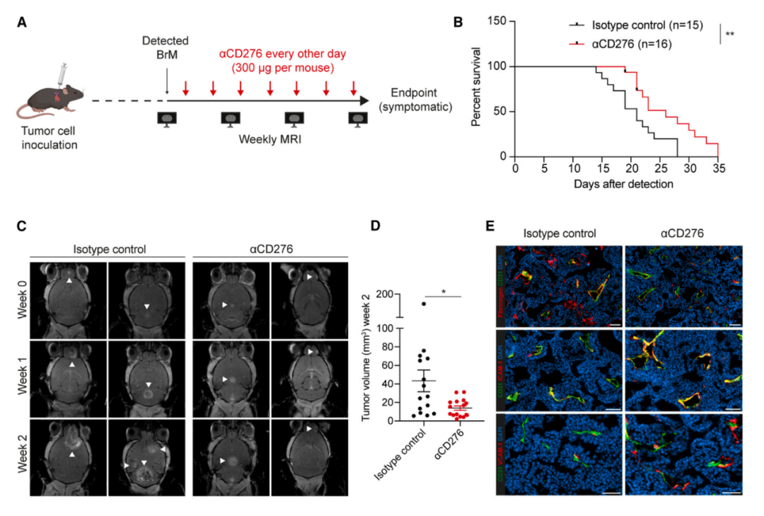 Cancer Cell：腦轉移癌癥治療新靶點——CD276