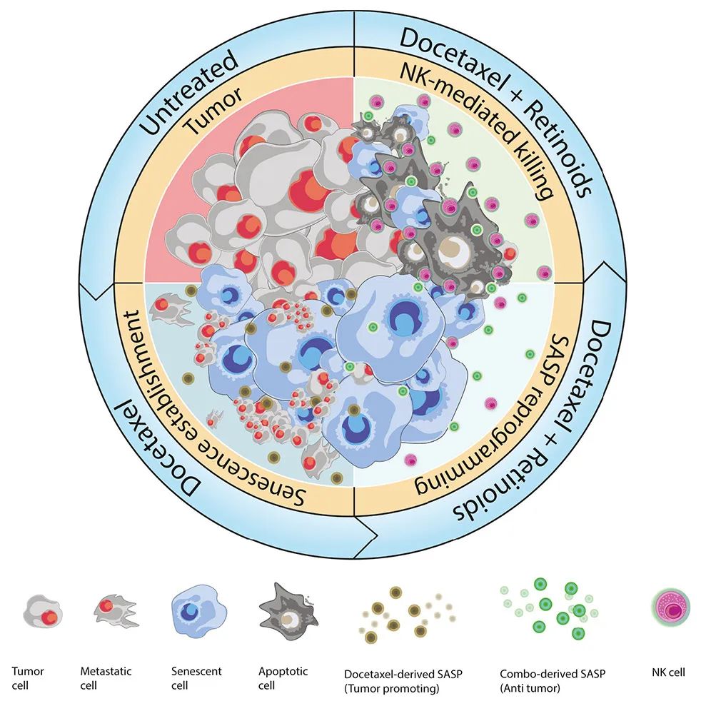 Cancer Cell：激活維A酸受體，可重編程衰老反應，增強NK細胞抗腫瘤活性