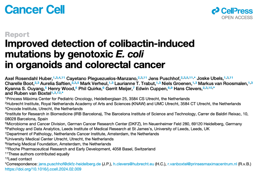 類器官之父發表Cancer Cell論文：揭示大腸桿菌的基因毒性作用